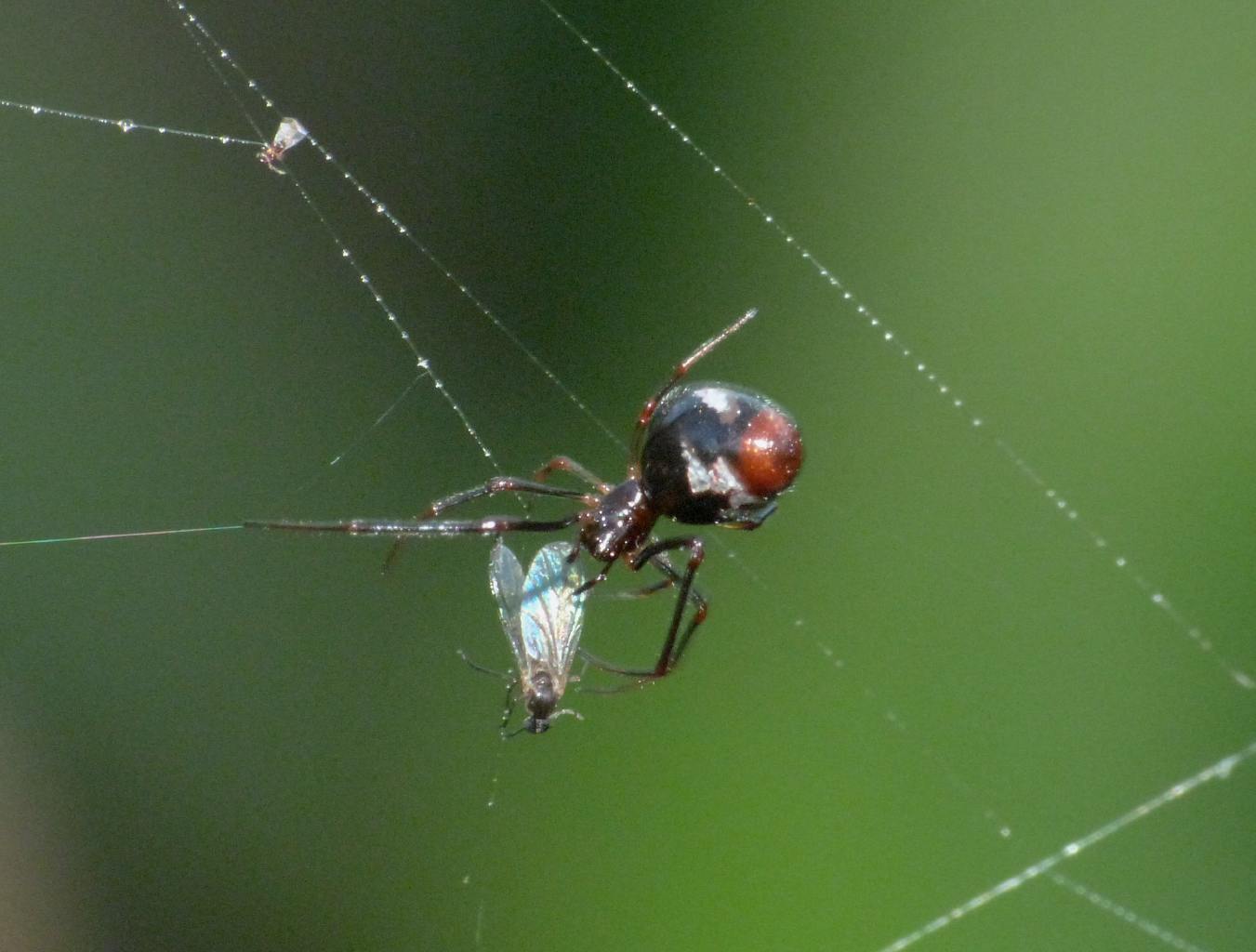 L''assaggio dell''Argyrodes (con filmati)